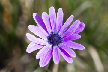 macro photography flower