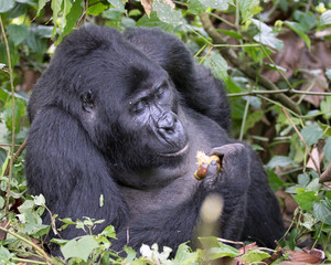 Male Mountain Gorilla contemplating a piece of fruit