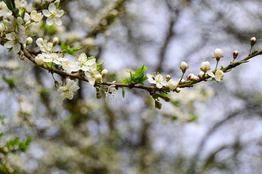 Cherry plum tree. Cherry plum  blossoms white florets with gentle petals. Stamens of yellow color.