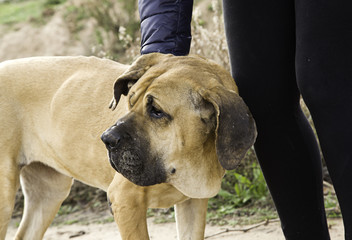 Dog fila brasileiro