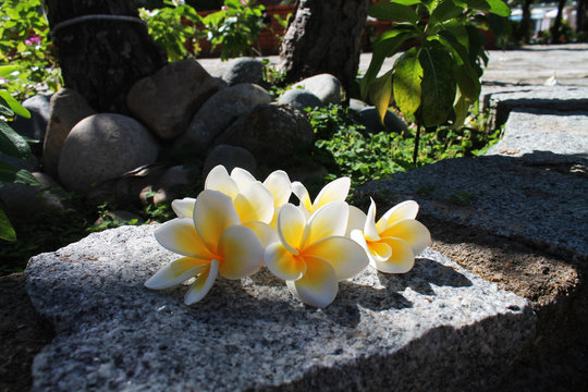 photo of a frangipani on a stone