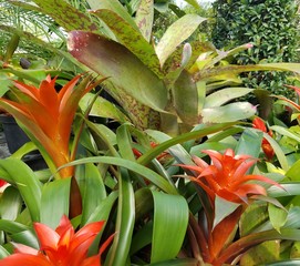 Tropical/Hawaiian Flora With Tangerine and Green Accents; Home Gardening, Tropical Travel Icons