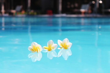 Fototapeta na wymiar photo of a frangipani in water 2