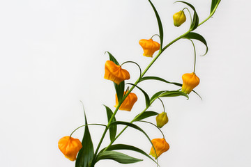Sandersonia