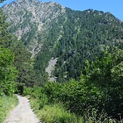 A hiking trail through the forest slopes of the mountains in summer .