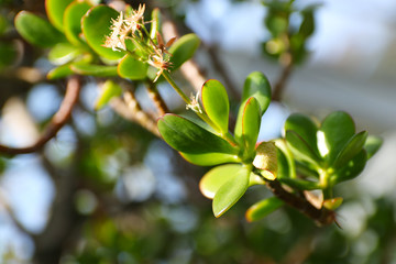 crassula ovata closeup