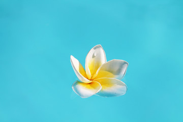 photo of a frangipani in water 7