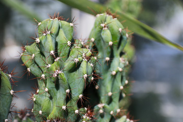 cactus close-up