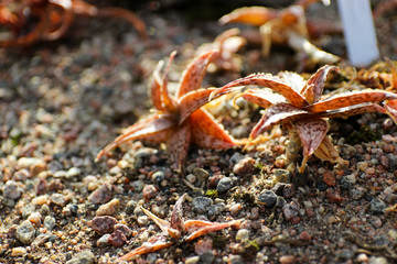 young shoots Aloe yusonda like starfish on the beach.