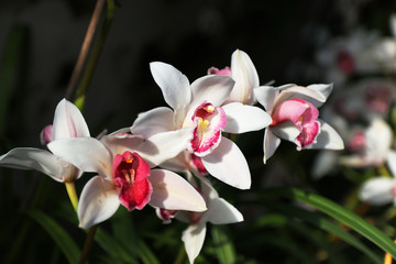 Fototapeta premium orchid flowers on a dark background