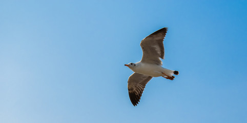 Seagulls are flying at the sea.