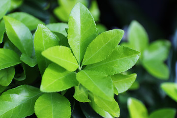 green leaves close-up view from above