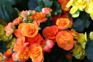 beautiful flowers begonia close-up view from above