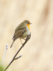Fototapeta premium European robin