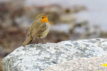 European robin