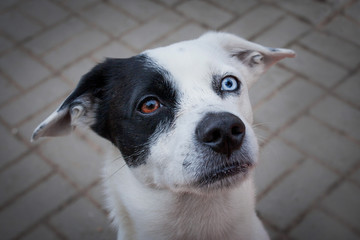 close-up portrait of dog with colorful eyes
