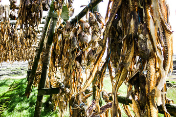 Fisch zum trocknen aufgehängt in island, dried fish