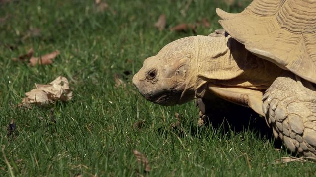 African spurred tortoise eating grass