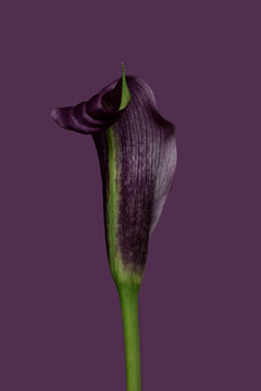 Calla lily against plain background, purple