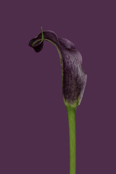 Calla lily on purple