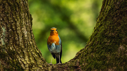Rotkehlchen auf Baum