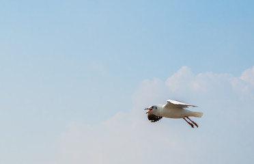 Seagulls are flying at the sea.