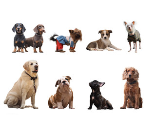 Group of dogs of different breeds