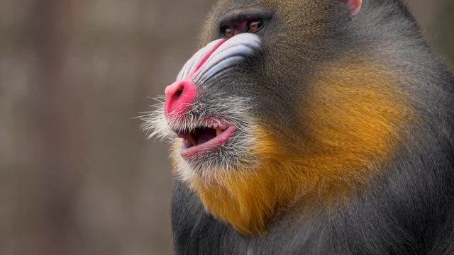 Mandrill (Mandrillus sphinx) portrait
