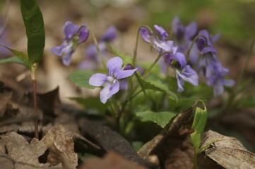 Blue violets in the forest Viola odorata, Wood violets flowers, sweet violet