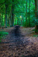 A dark muddy path in the Haagse Bos, forest in The Hague