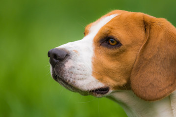 Beagle dog outdoor portrait