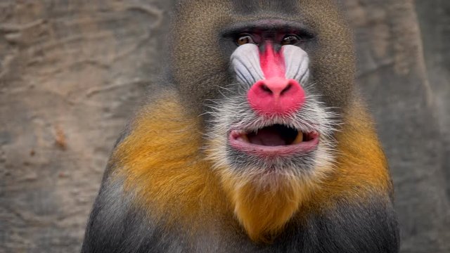 Mandrill (Mandrillus sphinx) portrait