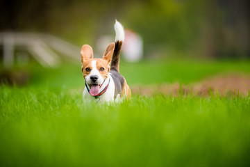 Beagle dog in a field