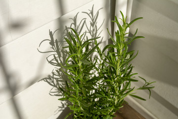 Rosemary plant close-up