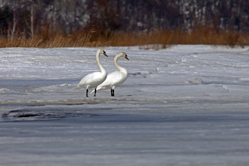 beautiful white swans on a frozen lake
