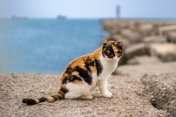Gatto al porto con mare