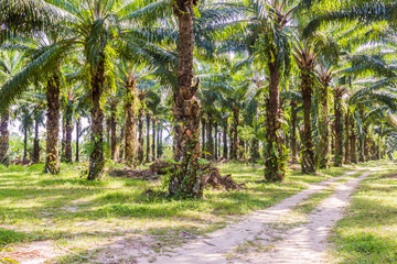 Obraz premium Oil palm plantation in the South of Thailand