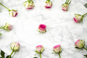 Pink rose flowers on marble background