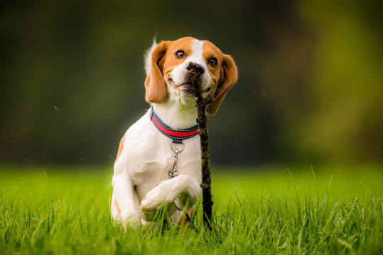 Beagle dog in a field with stick