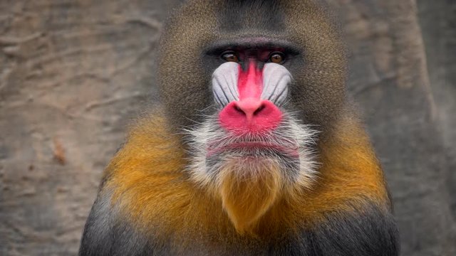 Mandrill (Mandrillus sphinx) portrait