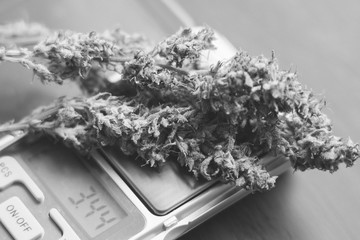 Macro shot of cannabis flowers with trichomes on a scales with cannabis bud black and white