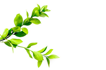 Summer background. Young sprig with green foliage on white top view space for text