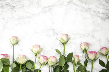 Pink rose flowers on marble background