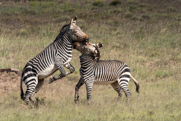 Obraz na płótnie Canvas Two frolicking cape montain zebra in the Mountain Zebra National Park near Cradock in South Africa