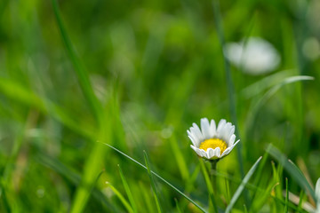 Daisyflower in a green meadow