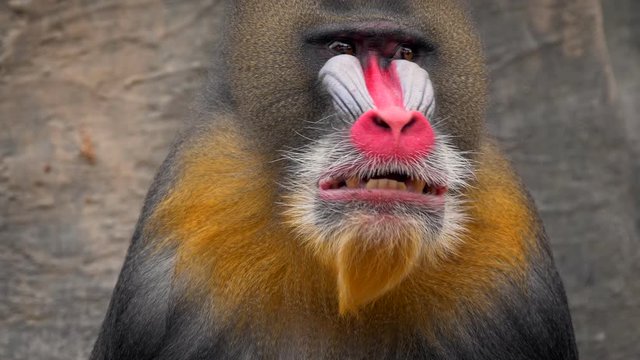 Mandrill (Mandrillus sphinx) yawning