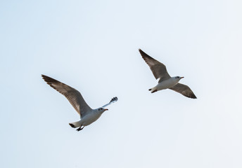 Seagulls are flying at the sea.