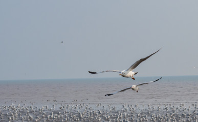 Seagulls are flying at the sea.
