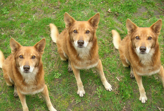 Three Identical Dogs Look At The Camera