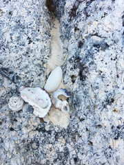 Sea shell on the rock beach. Close up, high angle view.